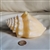 Large vintage exotic seashell shaped wax candle white and yellow unscented