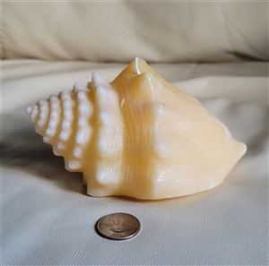 Large vintage exotic seashell shaped wax candle white and yellow unscented