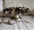 Vintage brass punch bowl set with pedestal base, ornate matching ladle, and twelve hanging cups showcasing natural patina and detailed cut-out craftsmanship