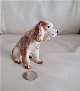 Brown and white porcelain beautiful Spaniel dog